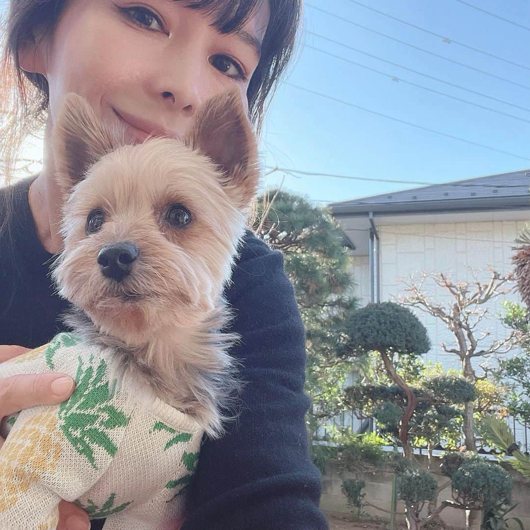 akikoのインスタグラム：「私の両親の犬(ヨーキー、3歳♂)は、車が大好きなんだけど、変わってるのは実際に車でおでかけするのが好きなだけじゃなくて、一人でずっと車にいたがること。 外に出たいと言って家のドアを開けると、庭の方には行かずに車の方に走って行って、車に乗せろという。いつもそこで何時間も昼寝したり寛いだりしている。  だから、出かけることが好きとか、走ってる時の車の揺れが好きというよりも、車、っていう空間が好きなんだと思う。変なの。  #dogstagram  #チューバッカに似てる」