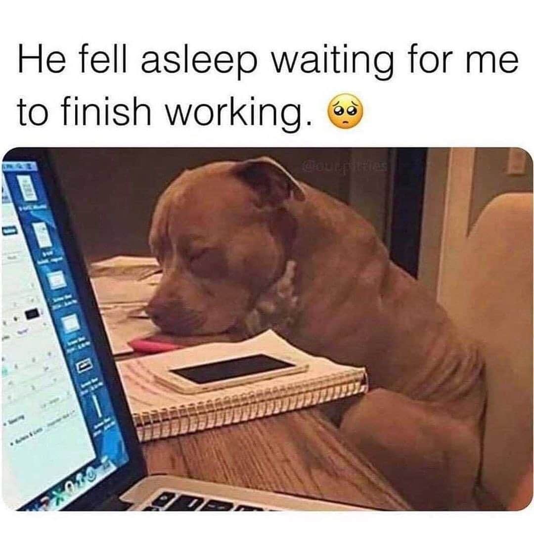 BarkBoxのインスタグラム：「Who’s heading back to work tomorrow? ✋」
