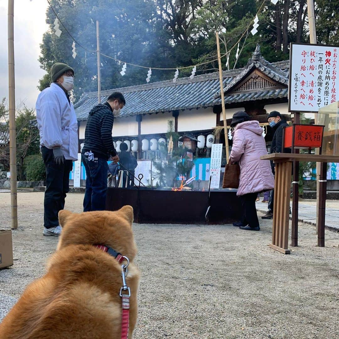 タロウ・ピーダーソンのインスタグラム：「New Years Report ⛩🎍🐶」