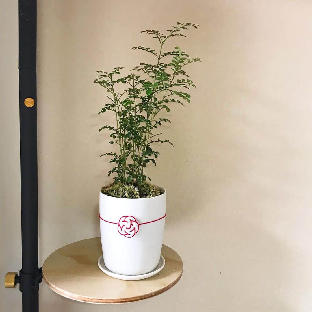 のインスタグラム：「志の輔さんの肺炎入院、ショック。PARCOの志の輔らくご、全日チケット払い戻しに。それより無事に回復してほしい…祈るしかない。 今日で正月休みも終わり、週末には緊急事態宣言出そうだけど。今年もまだまだ大変な年になりそうですね。気をつけていきましょう。 写真はお飾りつけただけでお正月っぽくなった苔の鉢。鏡餅は木工細工にしたらストレスなくなりました。段々飴色になっていくらしいので毎年の経年変化が楽しみです。 #happynewyear #happyholidays #お正月休み　#お飾り　#鏡餅　#明日から仕事始め」