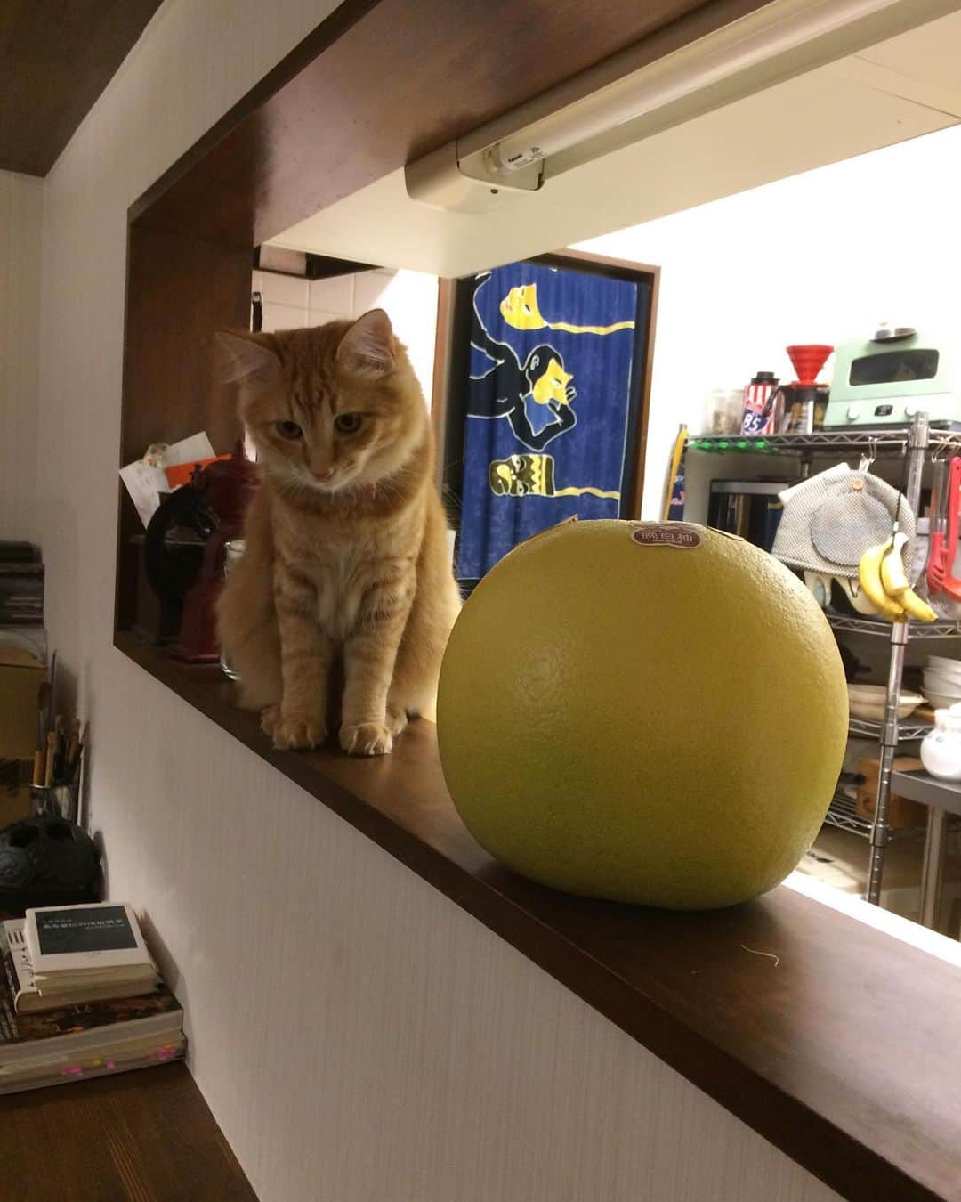 岡田屋鉄蔵のインスタグラム：「そろそろ食べ頃、晩白柚様。大き過ぎてハムさん子猫に見える。そして意外にも柑橘系の香り平気なハムさん。ナブさんは一瞬で退散した。笑」