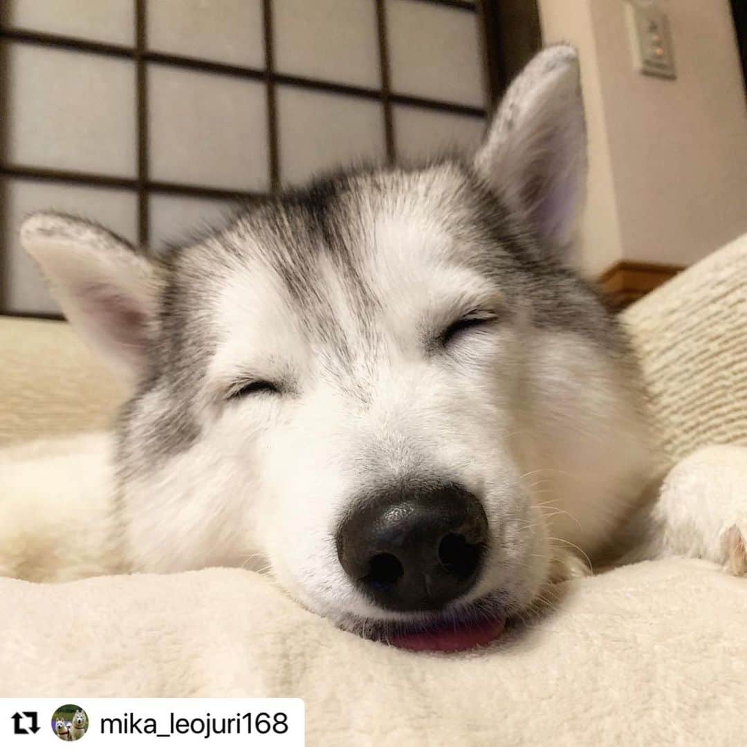 【公式】いぬのきもち・ねこのきもちのインスタグラム：「#Repost @mika_leojuri168 さんのいろはちゃん。  お散歩してきた後のお昼寝は、 笑顔の寝顔😍  楽しかったんだね💕  ハッシュタグ #いぬのきもち #ねこのきもち に投稿いただいた可愛い写真をご紹介しています！ 「いぬのきもちWEB　MAGAZINE」、「ねこのきもちWEB MAGAZINE」でもご紹介させていただくことも！  -------------------  .  #いぬ #いぬすたぐらむ #いぬのいる暮らし #いぬのきもち #いぬ好き #犬 #犬好きさんと繋がりたい #犬のいる生活 #犬と暮らす #犬好き #dog #dogsofinstagram #dogstagram  #siberianhusky #husky  #シベリアンハスキー #ハスキー #ハスキー犬」