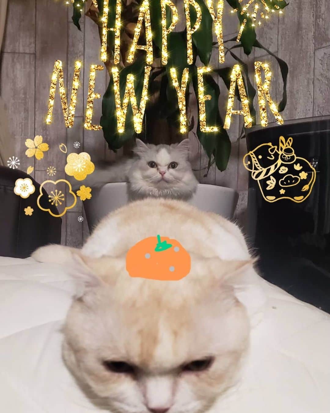 原田まりるのインスタグラム：「あけましておめでとう御座います⛩ 今年は明るいニュースがたくさんある年にしたいですね！本年もよろしくお願いいたします☺️ #newyear #catstagram」