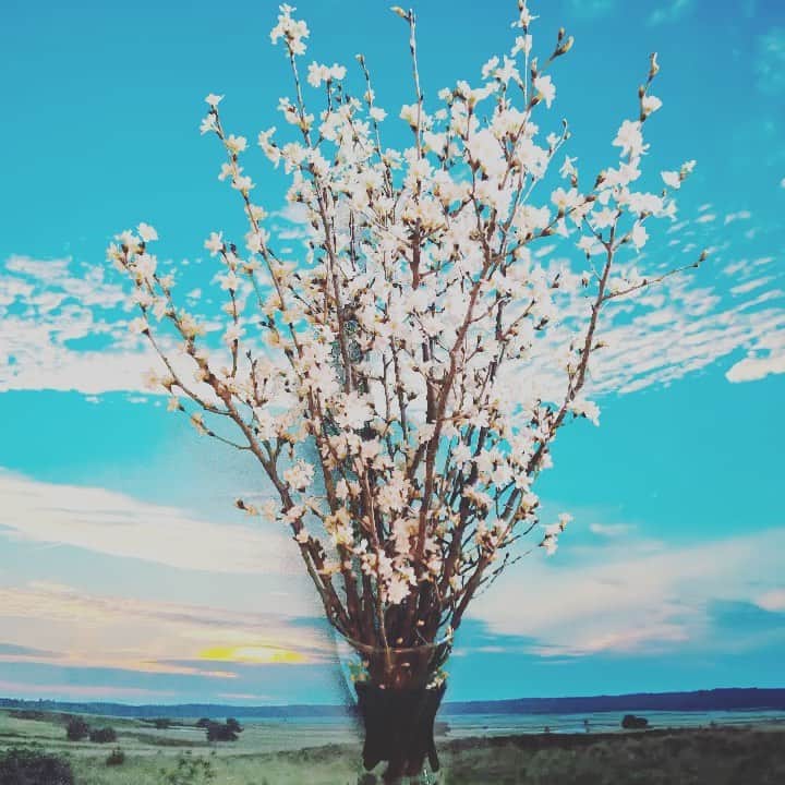 のインスタグラム：「明けましておめでとうございます。 2021年、貴方に素晴らしい一年に なりますように。 年末に頂いた早咲き桜が 満開に。 縁起良さそうです。 思わず合成動画作ってしまいました。 ムリせず、かと言って楽をせずに 一歩ずつ、進んでいきましょう。 本年もどうぞよろしく。 落合健太郎 #2021  #桜  #幸運」