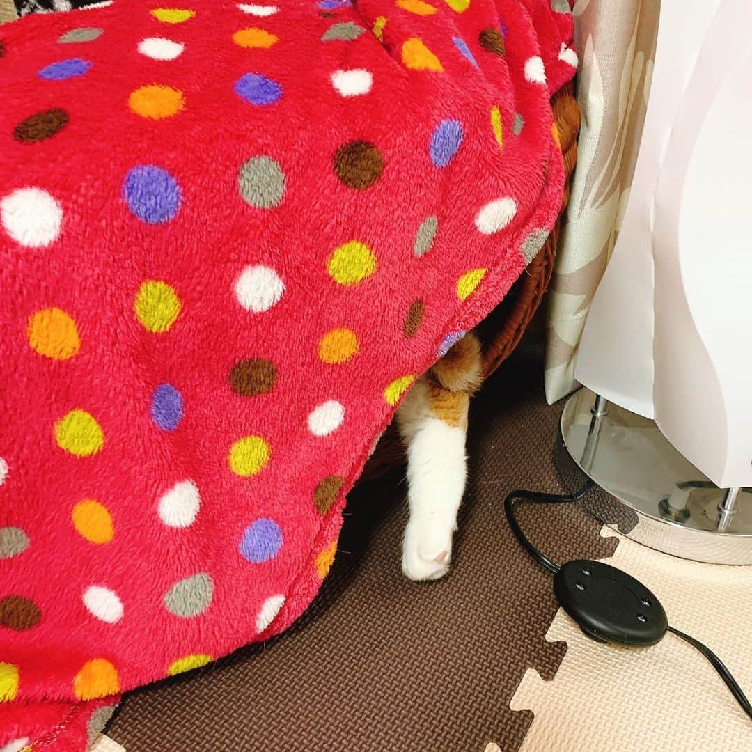 桜 稲垣早希のインスタグラム：「たまらん🥲 #エキゾチックショートヘア #冬のお楽しみ #のぞく足」