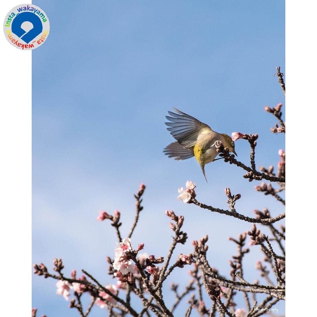 和歌山県のインスタグラム：「あけましておめでとうございます🌅 今年もよろしくお願いいたします。 2021年もInsta_Wakayama への投稿をたくさんお待ちしております！ . Insta_Wakayamaでは、皆さんがハッシュタグをつけて投稿してくださった写真から、素敵な写真をご紹介させていただきます！ 本日のピックアップは @taka__1003__ さんのお写真です☆ ハッシュタグのご利用ありがとうございますm(_ _)m . こちらは田辺市で撮影された早咲きの桜🌸とメジロのお写真ですね👀 本当に早い早咲きの桜🌸ですね。メジロも春らしくて、ちょっと早い春を感じていただきました。コメントにも書かれていますようにメジロって羽が透けて見えるのですね。初めて知りました。羽が透けて空の色が少し映し出されていますね。 メジロはウグイスとともに春を告げる鳥として親しまれています。また。和歌山県の県鳥も指定されています。 昔はメジロを飼うことができたのですが、10年前に鳥獣保護法が改正されたのをうけ、今では捕獲や飼育はできなくなったとのことです。だんだん少なくなってきてるのですね。 . . 和歌山に関する投稿には「 #insta_wakayama 」のハッシュタグをつけてください★ 和歌山の魅力を皆さんで発信していきましょう！ ハッシュタグをつけると同時に、写真の場所の記載・位置情報の登録もお願いします🎵 なお、お写真を撮影される際は感染対策を十分に行ってくださいね。 . #早咲き桜 #メジロ #田辺市 #和歌山県 #和歌山 #cherry_blossoms #sakura #mejiro #tanabe_city #wakayama #insta_wakayama #instameet_wakayama #wakayamagram #nagomi_wakayama #visitwakayama #retrip_news #japan #なんて素敵な和歌山なんでしょう」
