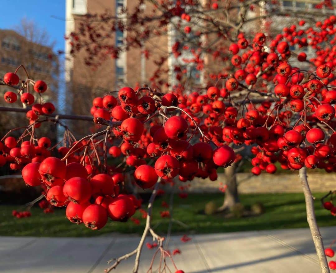 アメリカ大使館さんのインスタグラム写真 - (アメリカ大使館Instagram)「真っ赤なベリー🫐が、寒空の下の散歩を楽しくしてくれそう☺️ これはPyracantha berry (トキワサンザン)です。 耐寒性常緑広葉樹で、春〜初夏には白い小さな花を咲かせ、この時期に真っ赤な実を付けるんです。 . #usa #america #studyabroad #livinginamerica #walking #berry #pyracantha #red #boston #bluesky #winterberry #winter #アメリカ #アメリカ生活 #留学 #散歩 #真っ赤 #ベリー #ボストン #冬 #冬のベリー #かわいい #広葉樹 #耐寒性 #冬の散歩道」1月4日 17時01分 - usembassytokyo