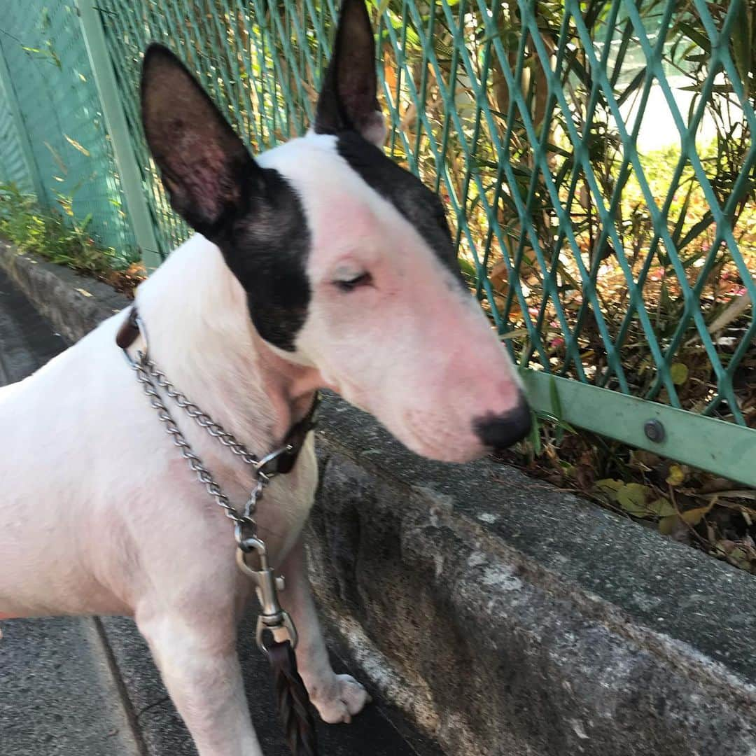 Q太郎さんのインスタグラム写真 - (Q太郎Instagram)「#minituru#bull#terrier#minibullterrier#miniturubullterrier#dog#dogstagram#cute#qtaro#love#family#ミニチュア#ブルテリア#ミニチュアブルテリア#Q太郎」1月4日 17時07分 - qtaro.jun