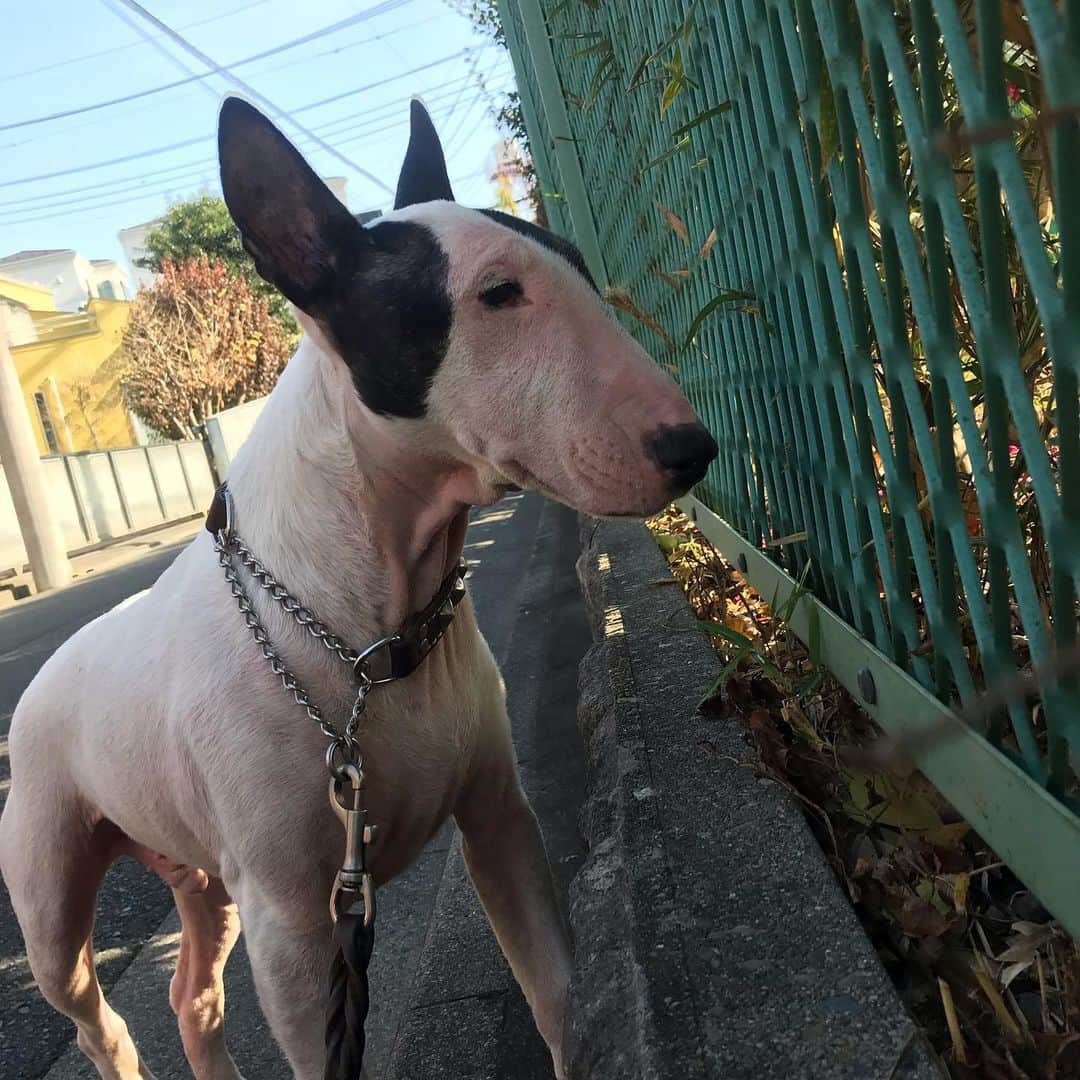 のインスタグラム：「#minituru#bull#terrier#minibullterrier#miniturubullterrier#dog#dogstagram#cute#qtaro#love#family#ミニチュア#ブルテリア#ミニチュアブルテリア#Q太郎」