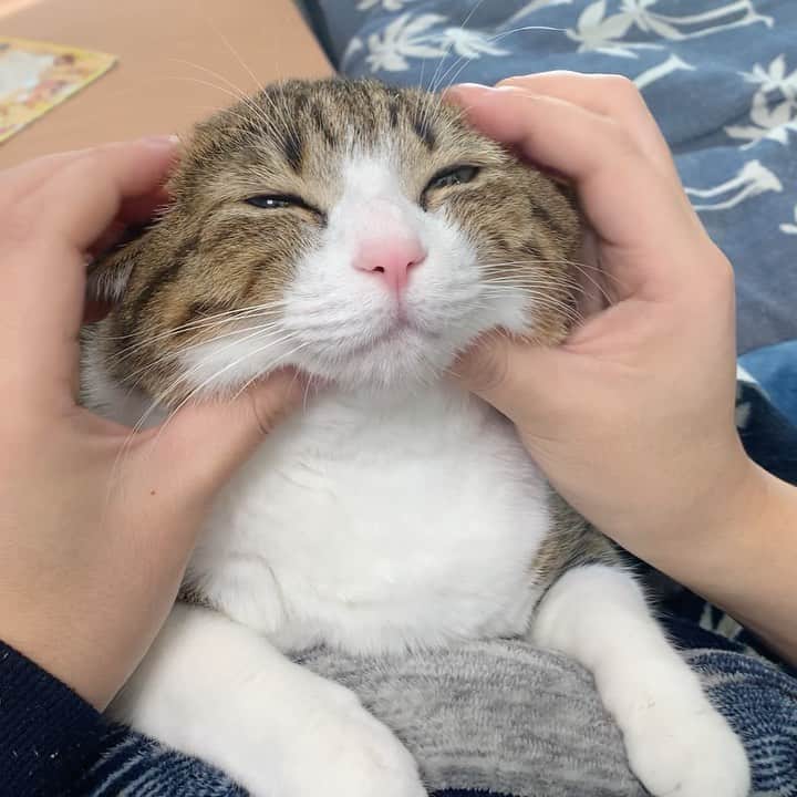 すずめくんのインスタグラム：「🍄🍄  お正月… 終わっちゃったにゃりね🦉  今日から仕事始めのみなさま。 お正月もお仕事だったみなさま。 お疲れ様です🐱💖 2021年もがんばりましょう！  Unagi, massage time💓  #リラックスタイム  #スペシャルマッサージ  #おつかれさま」