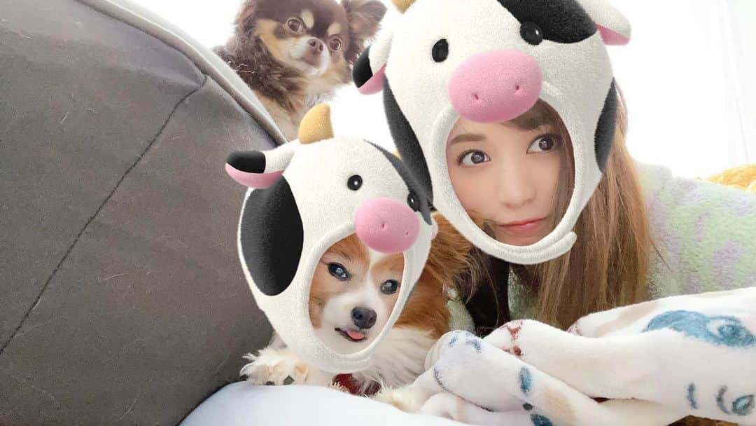 大島麻衣さんのインスタグラム写真 - (大島麻衣Instagram)「みんなで牛になることは難しい🐮 #犬のいる暮らし  #愛犬と牛になりたくて #愛犬との暮らし #今年も笑って過ごそう #丑年 #🐮」1月4日 17時45分 - maioshima911