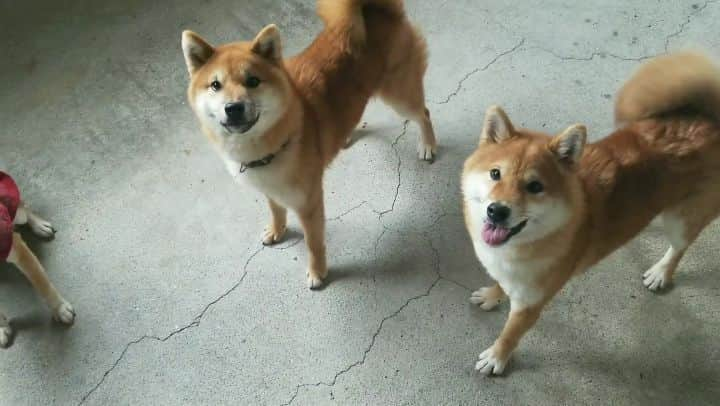 柴犬たま Shibainu Tamaのインスタグラム