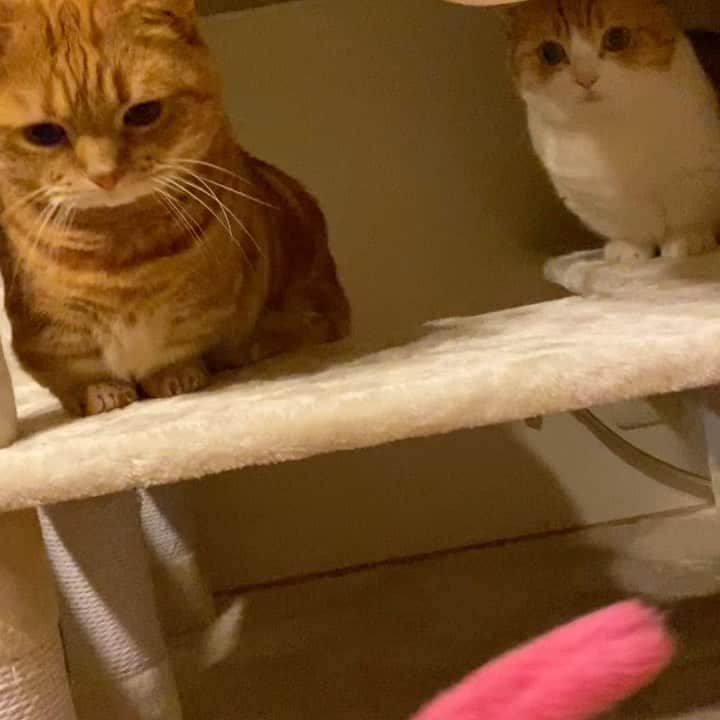 茶太郎 & きなこのインスタグラム：「てぃてぃてぃてぃ(● ˃̶͈̀ロ˂̶͈́)ฅ⁾⁾💕 Short-hand🐾high-speed cat punch😽💕 #茶太郎師匠の高速短足猫パンチにゃ #お兄ちゃんかっこいいにゃ #きなこ惚れ直したにゃ #マンチカン#猫#munchkin #cat#catstagram #amazing#ねこ#茶トラ#短足#catsofinstagram#excellent_cats#9gag#cats_of_world_#instacat_meows#bestcats_oftheworld#catsofig#instacat#cats_of_instagram」