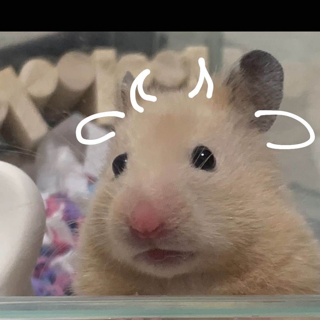 のインスタグラム：「2021年 遅ばせながらあけましておめでとう御座います🐮 本年もお願い致します🐮」
