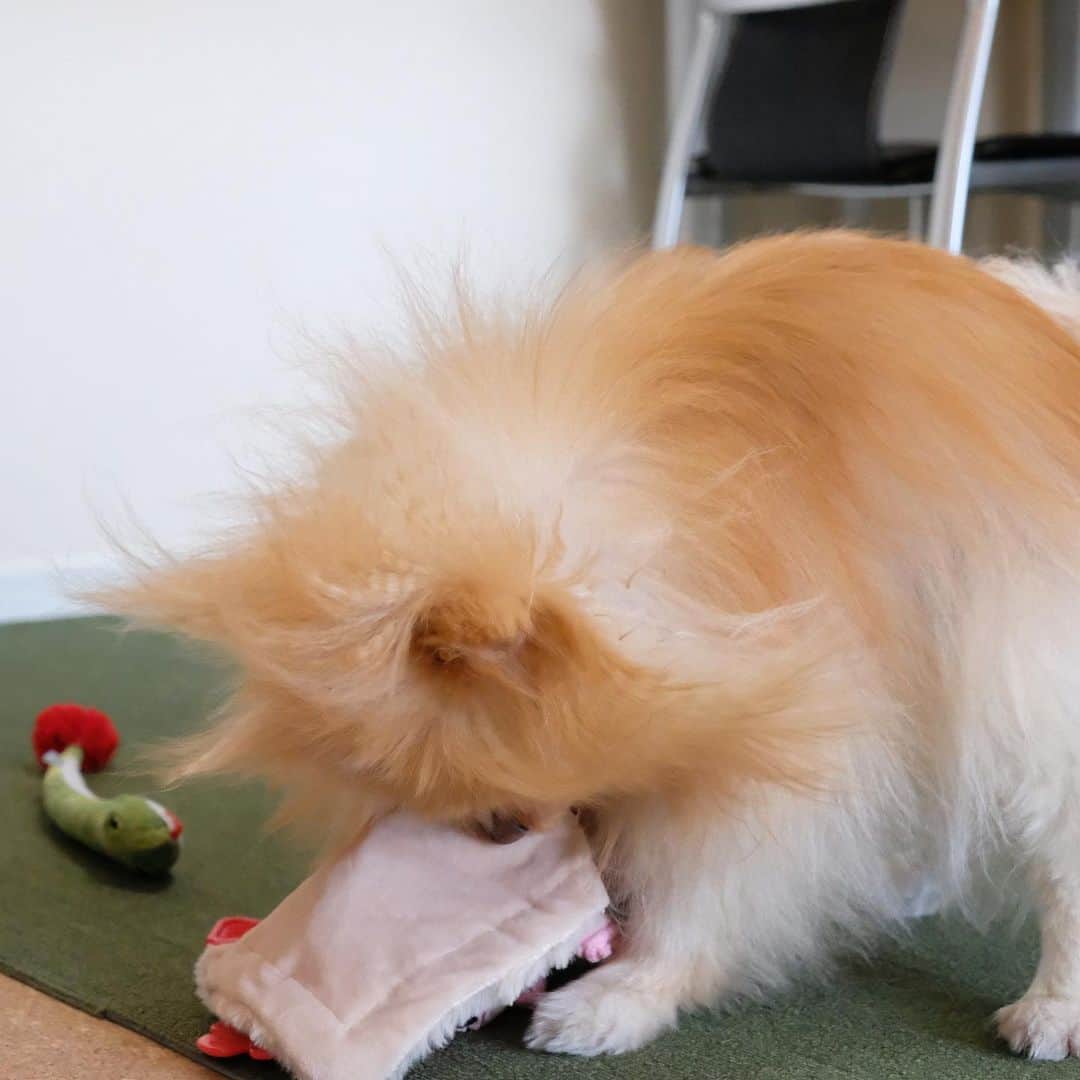 Hanaさんのインスタグラム写真 - (HanaInstagram)「左右に振りまわして 床に叩きつけて また振り回すの繰り返し * バイオレンスお姉 * 髪の毛爆発お姉😂 * * ブログ更新しました♪ http://kedamakyoudai.blog.jp/ #Pomeranian#pom#pompom#pomstagram#pets#dogs#doglover#dogsofinstagram#dogstagram#Japan#Kawaii#fluffydog#ポメラニアン#犬#いぬら部#pecoいぬ部#포메라니안#もふもふ#ふわもこ部#cute#cutedog#funny#funnydog#いぬのきもち#犬と猫#ライブドアインスタブロガー」1月4日 19時24分 - mofu2family