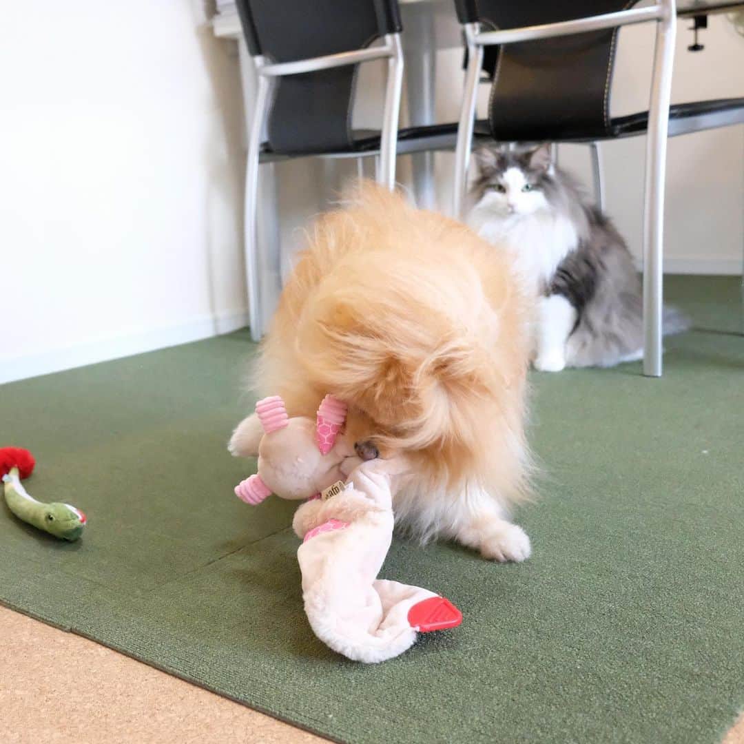 Hanaさんのインスタグラム写真 - (HanaInstagram)「左右に振りまわして 床に叩きつけて また振り回すの繰り返し * バイオレンスお姉 * 髪の毛爆発お姉😂 * * ブログ更新しました♪ http://kedamakyoudai.blog.jp/ #Pomeranian#pom#pompom#pomstagram#pets#dogs#doglover#dogsofinstagram#dogstagram#Japan#Kawaii#fluffydog#ポメラニアン#犬#いぬら部#pecoいぬ部#포메라니안#もふもふ#ふわもこ部#cute#cutedog#funny#funnydog#いぬのきもち#犬と猫#ライブドアインスタブロガー」1月4日 19時24分 - mofu2family