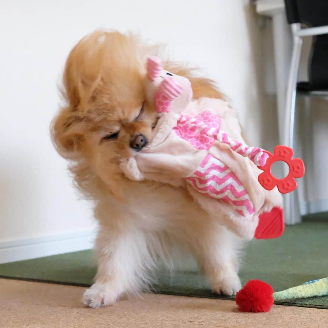 Hanaのインスタグラム：「左右に振りまわして 床に叩きつけて また振り回すの繰り返し * バイオレンスお姉 * 髪の毛爆発お姉😂 * * ブログ更新しました♪ http://kedamakyoudai.blog.jp/ #Pomeranian#pom#pompom#pomstagram#pets#dogs#doglover#dogsofinstagram#dogstagram#Japan#Kawaii#fluffydog#ポメラニアン#犬#いぬら部#pecoいぬ部#포메라니안#もふもふ#ふわもこ部#cute#cutedog#funny#funnydog#いぬのきもち#犬と猫#ライブドアインスタブロガー」