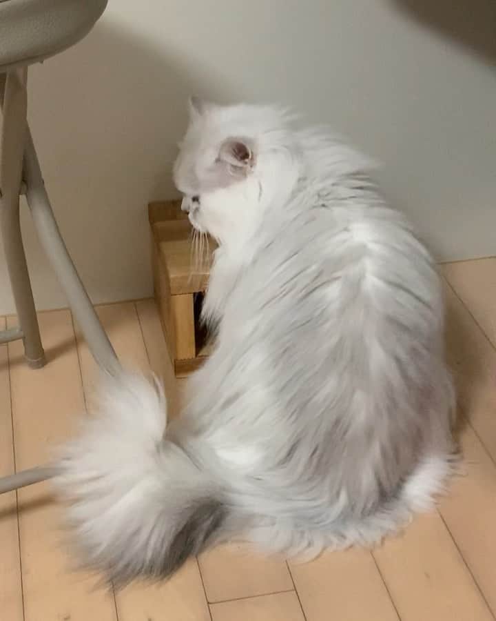 후추네큰언니のインスタグラム：「그냥 물 마시는 후추 ㅋㅋㅋ 2분 마셨는데 넘 부동으로 물만 마셔서 자름.. 물 ㅁㅏ시는 소리 너무 귀여워 😭💙   #후추  #고양이  #냥스타그램 #캣스타그램  #Hoochu #Hoochuthecat #cat #cats #catstagram #catsofinstagram #topcatphoto #bestmeow #ilovecat #cute #fluffy #petstagram #instacats」