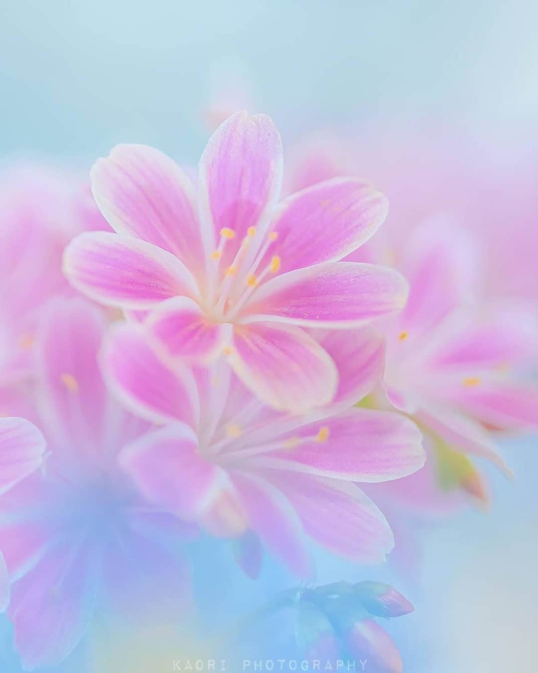 花の写真館のインスタグラム：「Photo by @_ka0ri.⠀ https://instagram.com/_ka0ri/⠀ .⠀ Original Post[投稿いただいたURL]⠀ https://www.instagram.com/p/B7ngtrQgyxX/⠀ .⠀ 本アカウントは、 #私の花の写真 をつけてInstagramに投稿された皆さまの花の写真や、「花の写真館」Facebookページで投稿された花の写真を紹介します。⠀ 「花の写真館」Facebookページは、「 @floral.photograph 」のプロフィールにあるURLからご覧ください。⠀ .⠀ ※各自、政府、自治体など公的機関の指示に従った行動をお願いします。⠀⠀ 東京カメラ部および分室では、写真を「見る楽しみ」を提供することを通して、微力ながら皆様にわずかな時間でも癒しをお届けしたいと思っております。⠀ ※本アカウントは東京カメラ部がFacebook、Instagramのサービスを利用して運営しているもので、Facebook社・Instagramとは一切関係ありません。⠀ .⠀ #花の写真館 #floralphotograph #floralphoto #flower #flowers⠀ Follow: @floral.photograph」