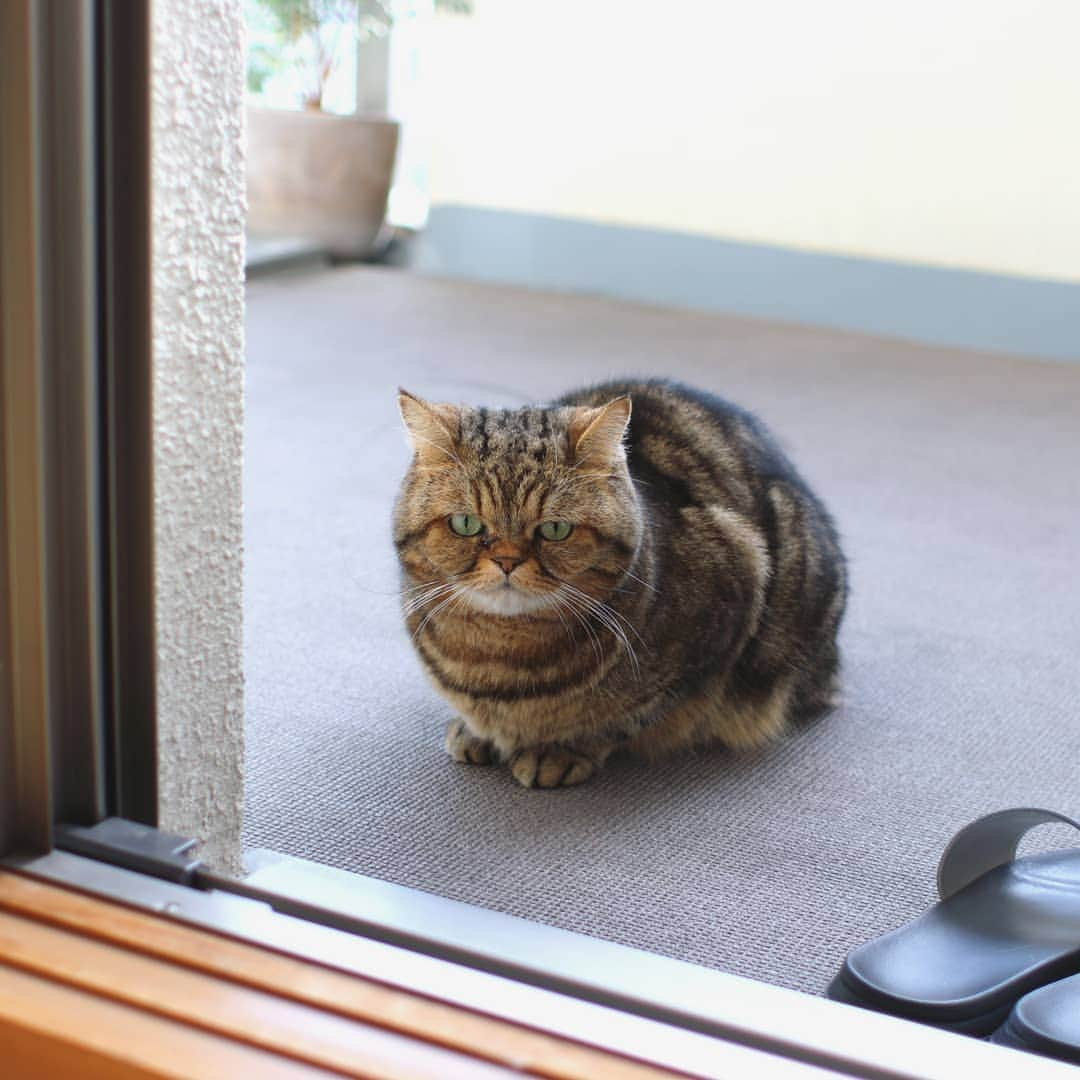 寅次郎（とらちゃん）さんのインスタグラム写真 - (寅次郎（とらちゃん）Instagram)「☆ 寒くても毎日ベランダに出てニャルソックしてるにゃん😹 . #ベランダの隙間から下の🚗🚕🚙🏎🚐🚘🚖💨見てるのが好き . . #cat #cute #meow #貓 #ねこ #エキゾチックショートヘア #無敵の親バカ同盟 #猫のいる暮らし #にゃんすたぐらむ #ペコねこ部 #ねことの暮らし #ニャルソック #ベランダの猫」1月4日 19時38分 - torachanthecat