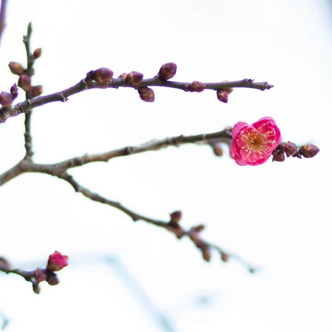 八芳園さんのインスタグラム写真 - (八芳園Instagram)「年の初めの寒さのなか、 庭園では梅の花が咲き始めました。 . 紅梅は清少納言が愛した花とされ、 枕草子には「木の花はこきもうすきも紅梅」という句が 残されています。 . 鮮やかに花開く紅梅の美しさは 張り詰めた冬の景観に 華を添えます。 . 少しずつ春へと向かう季節の移ろいを、 八芳園にて、 穏やかに感じてください。 . . #八芳園 #結婚式場 #日本庭園 #梅 #紅梅 #冬 . #年始 #2021年 #謹賀新年 #明けましておめでとうございます  #🎍 . #東京観光  #東京カメラ部  #カメラ好きな人と繋がりたい #ファインダー越しの私の世界 #いまそら #風景写真 . #和装結婚式 #式場探し #プレ花嫁さんと繋がりたい . #japanesegarden  #tokyotrip  #forbestravelguide #japan_of_insta  #bestphoto_japan  #instravel  #team_jp_ #japantravel  #jp_mood  #jp_views」1月4日 19時45分 - happoen