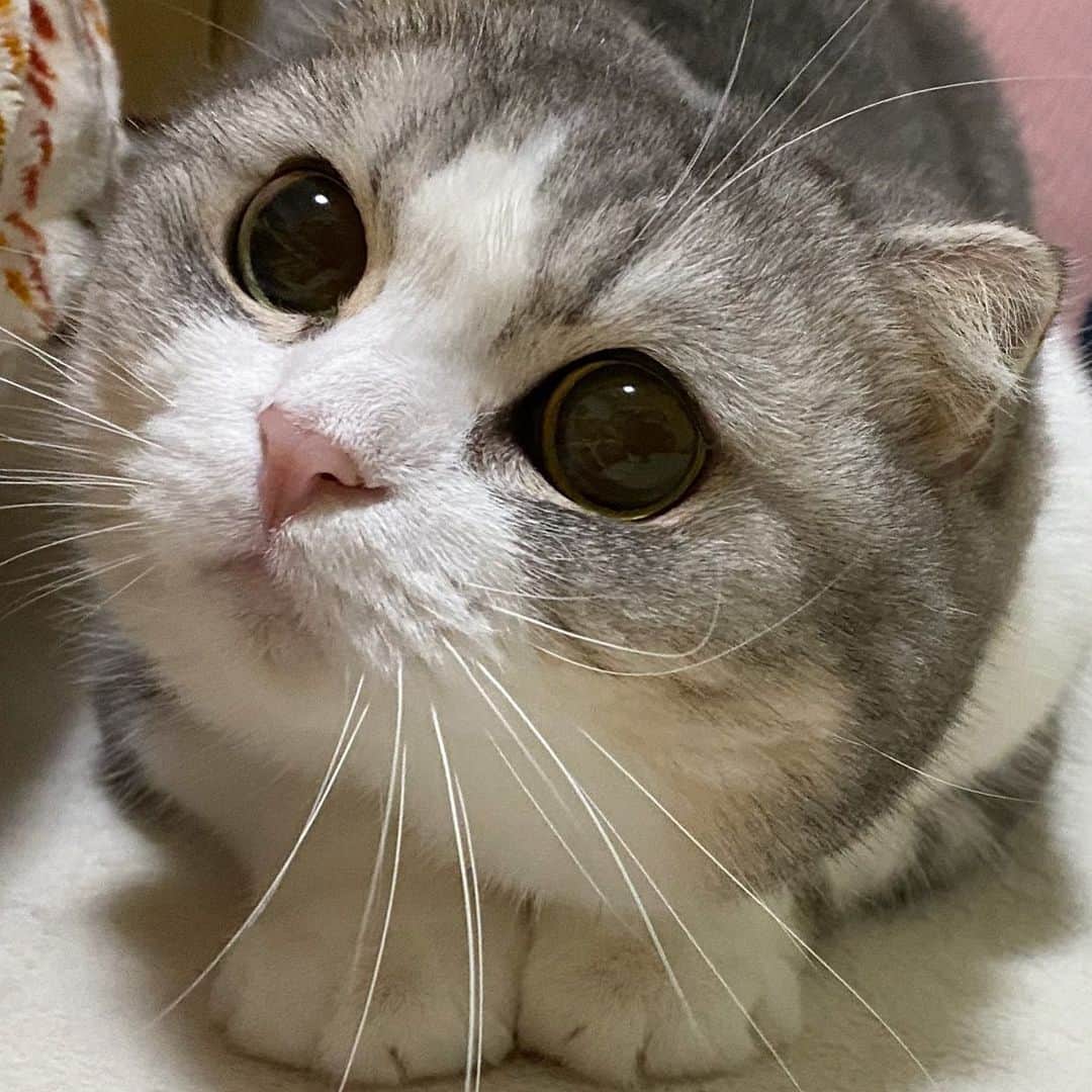 *eri*のインスタグラム：「こんばんは⋆｡˚✩﻿ ﻿ ﻿ 見上げるしふぉんにゃん😸💖﻿ ﻿ ﻿ ﻿ ﻿ 2021.1.4﻿ #猫 #ねこ #スコティッシュフォールド #ネコ #ねこ部 #にゃんこ #スコティッシュ#ニャンコ#ペット#スコ#猫部#cat #Scottishfold」