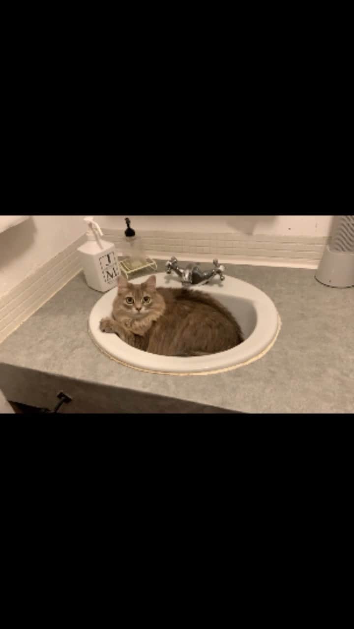 nocoaのインスタグラム：「． お風呂待ちに飽きたのか洗面ボウルで寛いでた🛀 ． ． #ロイサラ」