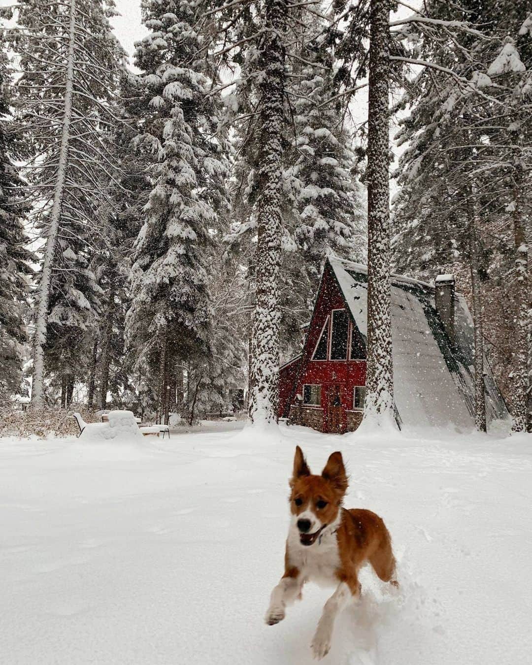 Airbnbのインスタグラム：「Find out exactly how hard your pup’s tail can wag. Just two hours from Boise, Superhosts Betty and Tom’s classic cabin in the foothills of the Elkhorns is tailor-made for serious frolicking. Once you’re worn out, gather inside to defrost and party like it’s 1999, with throwback CDs, videocassettes, and board games.   Photo: @jmaylynne」