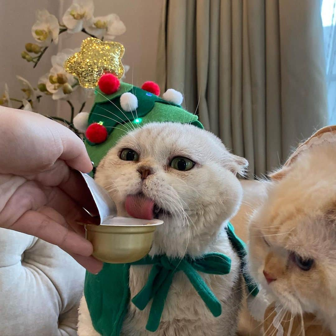 Haruのインスタグラム：「Christmas tree needs some water. I mean some kitty treat exactly . 💦🎄 #haruthecat #ค่าจ้างถ่ายรูป #หนมไม่มาไม่มองกล้องนะแจ๊ะ #พี่รู้ทุกอย่าง #ตากล้องอย่าหวัง #เอาหนมมาก่อน」