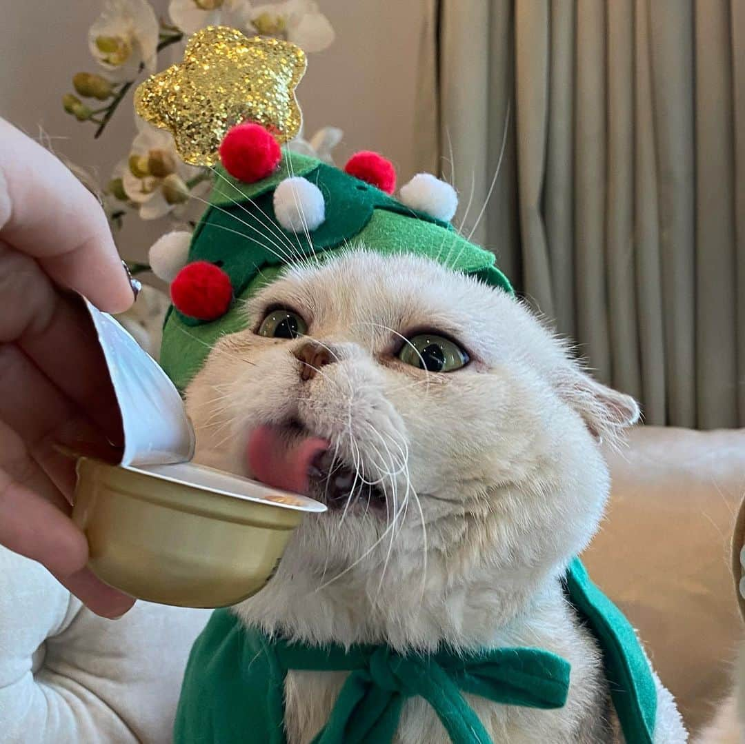 Haruさんのインスタグラム写真 - (HaruInstagram)「Christmas tree needs some water. I mean some kitty treat exactly . 💦🎄 #haruthecat #ค่าจ้างถ่ายรูป #หนมไม่มาไม่มองกล้องนะแจ๊ะ #พี่รู้ทุกอย่าง #ตากล้องอย่าหวัง #เอาหนมมาก่อน」1月4日 20時23分 - haru_thecat