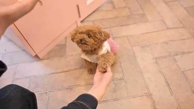 のインスタグラム：「. 愛犬のまろが、YouTubeラブリーグルーミングさんの チャンネルに載っていますっ🐻❤️ ﻿ 短足むちむちボディ全開😂 少しでも癒されてもらえたら嬉しいです💕笑﻿ トリミングはいつもこんな感じでやってもらってるよー！﻿ URLはストーリーのせますっ☺︎」