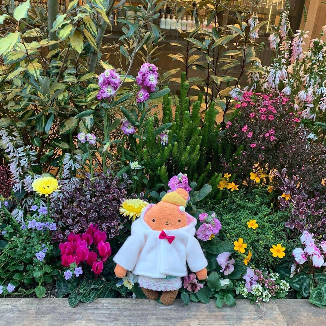 江口ともみさんのインスタグラム写真 - (江口ともみInstagram)「テキラです💕 まだまだ寒いけど可愛いお花が並んでるとあったかい春が待ち遠しくなるね🌸その頃にはコロナってやつ大人しくなってくれてるといいけど💦  #fumofumosan #フモフモさん  #テキラ #花壇#サボボ」1月4日 20時29分 - tomomin.eguchi