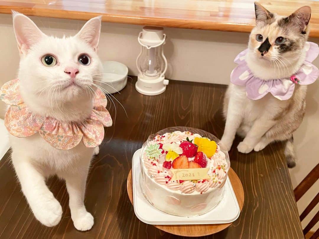 maimocotoのインスタグラム：「おせちの後はお花が乗ってるcake食べちゃった2021年💐🎂 #イケメンキジトラのきづな は何でも興味津々👀（なめてないです）  ＊ ＊ 『お正月って美味しいものいっぱい食べられるから、ぼく気に入っちゃった！🍣』 ＊ ＊  『今年もまーまと一緒にダイエットするって決めたの、あたち』 ＊ ＊ #猫のみなさんはまぐろ食べたよ #コトと樽ボディを卒業します！ #子猫保護したい相談お待ちしてます」
