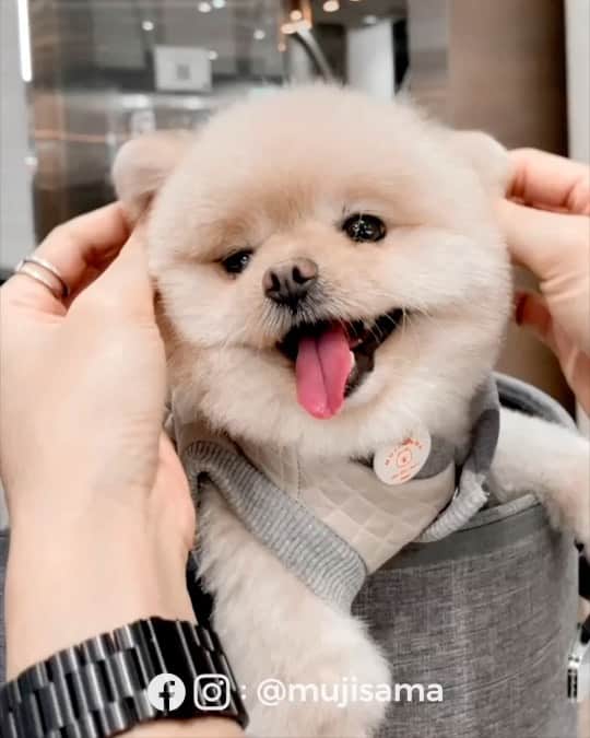 むじさまのインスタグラム