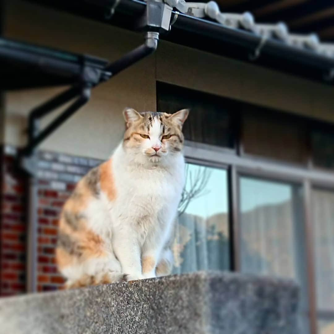 柴子さんのインスタグラム写真 - (柴子Instagram)「狛犬ならぬ狛猫。 #たまには猫 #みーちゃん #名前は多数 #ちいきねこ」1月4日 20時50分 - senogawadogs