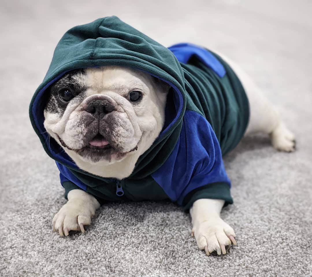 Manny The Frenchieのインスタグラム：「What could be softer than this carpet or my fur?! 🤔 These new velour hoodies just launched from @frenchie_bulldog! Not a bad way to spend a Monday! 😃」