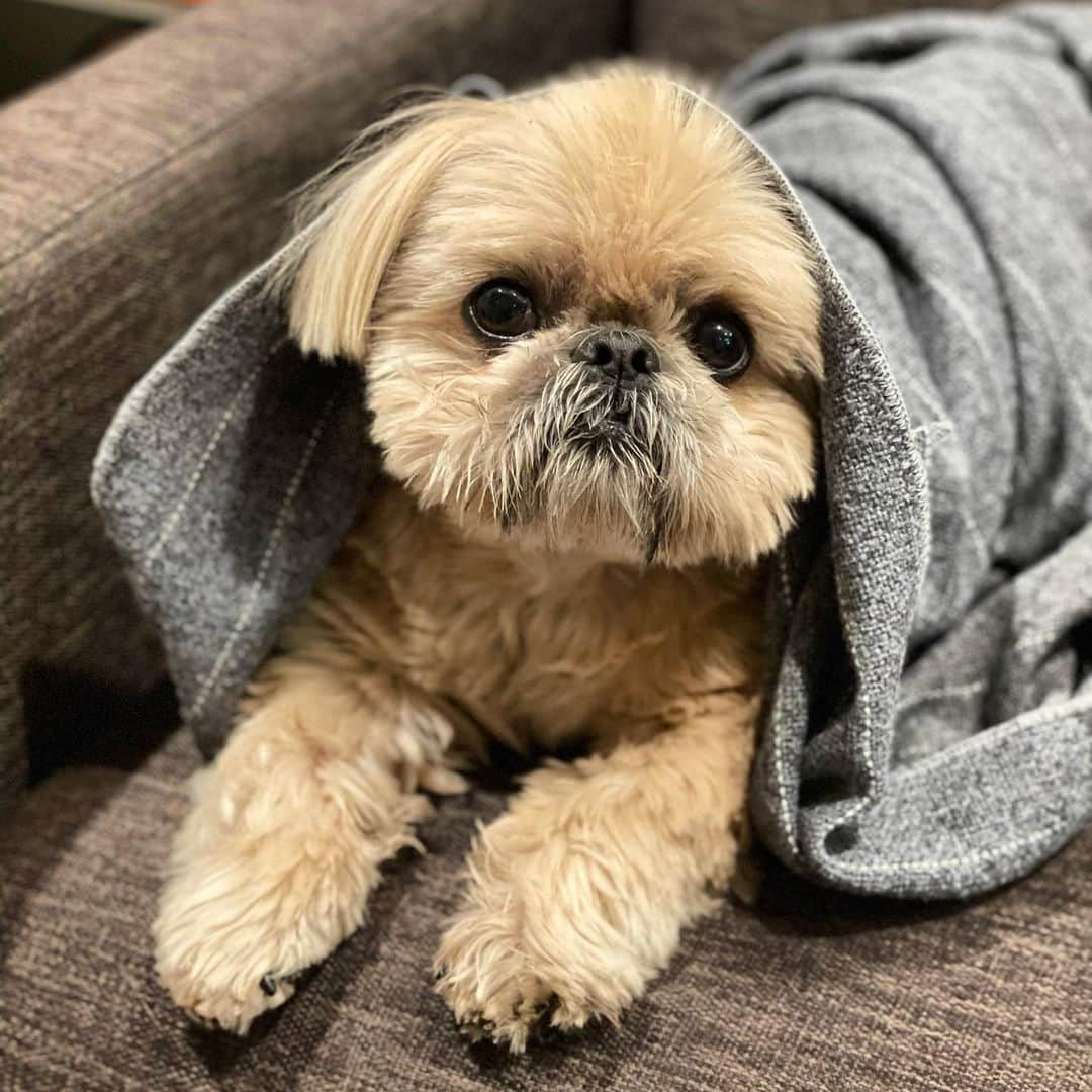 Dougie the Shih Tzuのインスタグラム：「Cozy cub.」