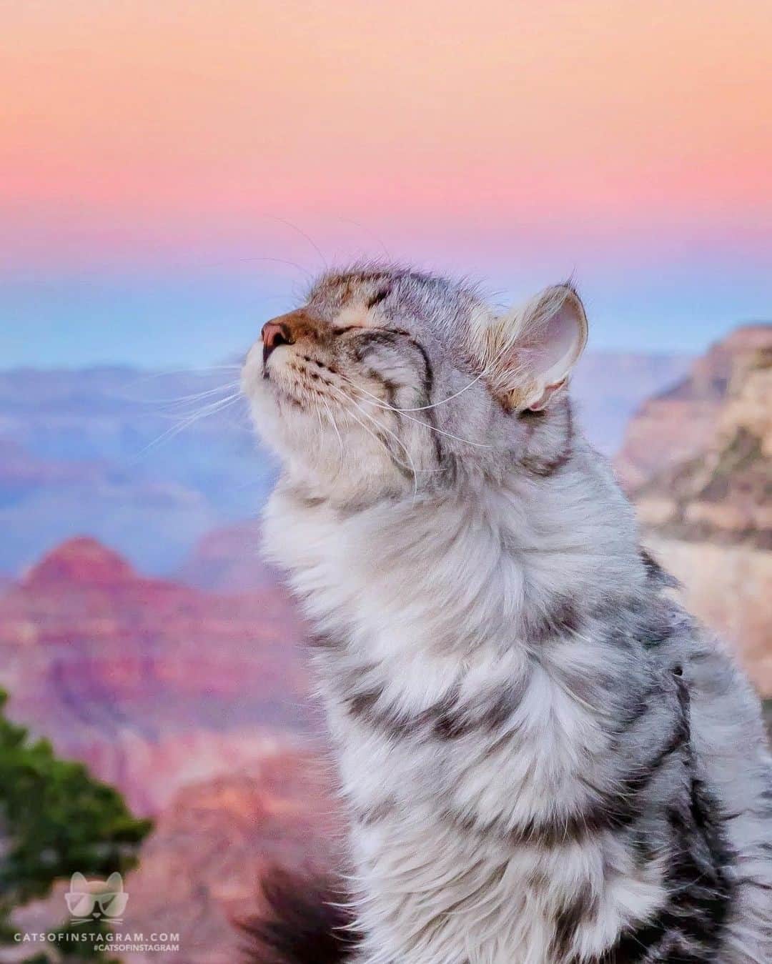 Cats of Instagramさんのインスタグラム写真 - (Cats of InstagramInstagram)「From @sterlingsilvercat: “Mmm... cotton candy? 🤤 🍬 🌅⁣ Grand Canyon’s sunsets are so magical! Have you ever been to any national parks? ✨” #twitterweek #catsofinstagram」1月5日 7時20分 - cats_of_instagram
