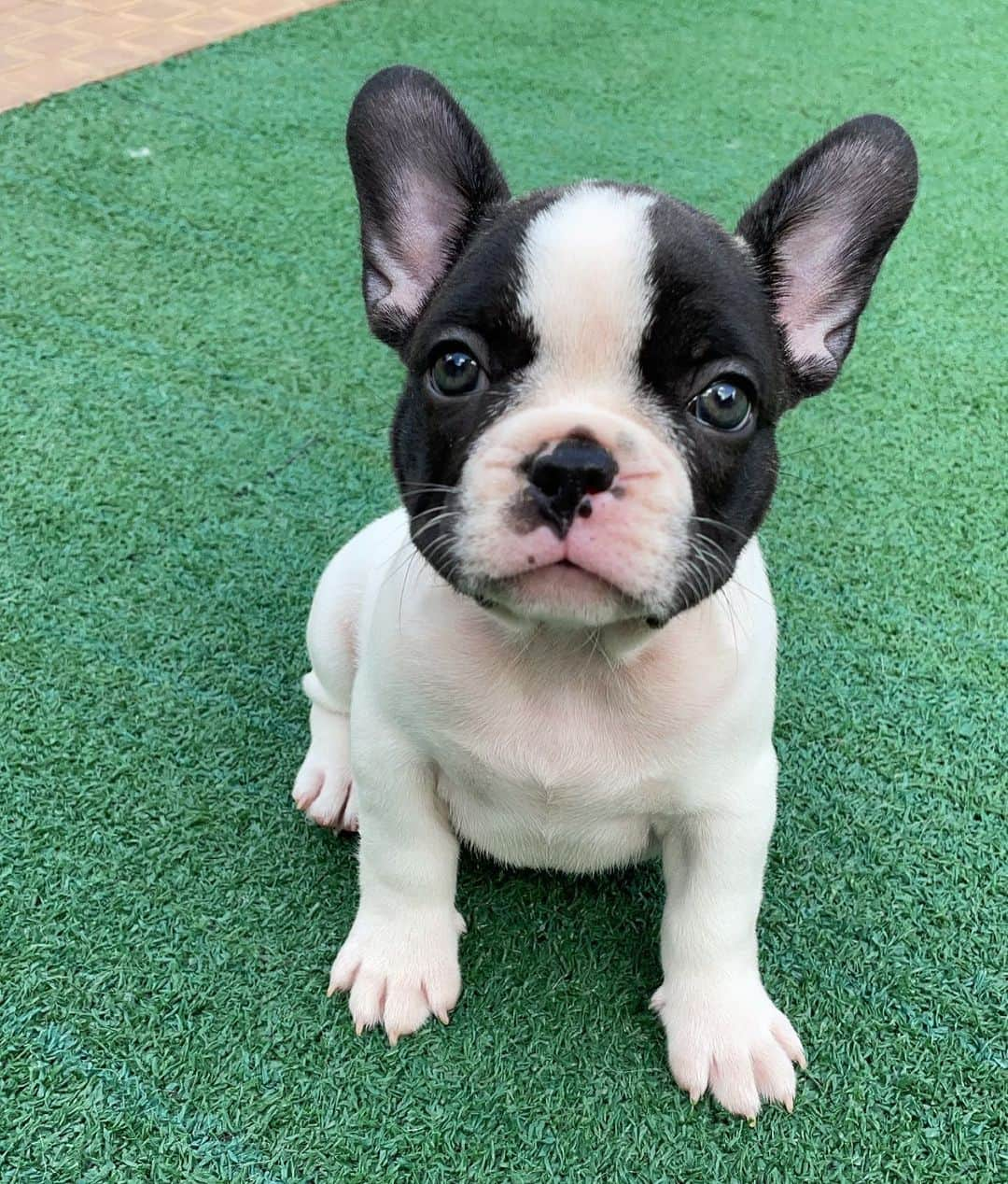 Regeneratti&Oliveira Kennelさんのインスタグラム写真 - (Regeneratti&Oliveira KennelInstagram)「He is the definition of cuteness 😍 . . . . . . #puppy #puppylove #puppygram #puppyoftheday #puppylife #frenchbulldog #puppypalace #puppys #puppyface #puppies #puppiesofinstagram #frenchie #frenchiesofinstagram #frenchies #frenchielove #frenchieoftheday #frenchiegram #frenchielife #frenchiepuppy #frenchiesociety #frenchiesofig #frenchiestagram #frenchiebulldog #frenchielovers  #frenchbulldogofinstagram  #bullylove #jmarcoz」1月5日 7時37分 - jmarcoz