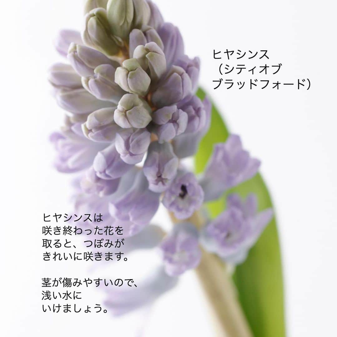 雑誌『花時間』さんのインスタグラム写真 - (雑誌『花時間』Instagram)「おはようございます。今日は二十四節気の小寒。寒の入りです。﻿ ﻿ 真冬でも﻿ お花屋さんは春色。﻿ ﻿ お鼻もくんくんしちゃう（笑）﻿ 香りよいお花もお出ましです。﻿ ﻿ フリージア﻿ スイセン﻿ ロウバイ﻿ ﻿ そして、ヒヤシンス！﻿ ﻿ ご覧になっている方のなかには、水栽培で楽しんでいる方もいらっしゃるんでしょうねー。﻿ ﻿ 真っ白な根が伸びたとき﻿ 花芽が顔を出したとき﻿ 思わず笑みがこぼれる花﻿ ヒヤシンス。﻿ ﻿ 伸びた花茎は大きく傾いたりしますよね。﻿ ﻿ ヒヤシンスは﻿ 明るいほうへ向く﻿ 性質があるためです。﻿ ﻿ 切り花のヒヤシンスでも、それは同じ。﻿ ﻿ ときどき、いけ直して﻿ 向きを調整しましょう。﻿ ﻿ そして、いちばん大切なのは、﻿ 「浅い水」にいけること。﻿ ﻿ ヒヤシンスの茎の内部は﻿ 水分たっぷりのスポンジ状。﻿ ﻿ 水に浸かった部分は﻿ 傷みやすいんです。﻿ ﻿ よい香りを長く楽しむためにも﻿ ヒヤシンスは浅い水！ですよー。﻿ ﻿ では、本日も元気smile😊😊😊で頑張りましょう！ byピーターパン﻿ ﻿ ﻿花 @石澤佳子 写真 @satomi.ochiai78  花材写真 @tanabe32   ﻿ #flowers #flowerslovers #flowerstagram #flowerarrangement  #花時間 #花時間2021  #花好き #花藝 #花好きな人と繋がりたい #花が好きな人と繋がりたい #花のある生活 #花のある暮らし #花を飾る #花を飾る生活  #ヒヤシンス #ムスカリ #リューココリネ #香りのよい花  #紫の花 #春の花 #ビタミンf  #香りのある暮らし #香りのある生活  #香りのある花  #花屋さんへ行こう  ﻿ ﻿」1月5日 7時37分 - hanajikan_magazine