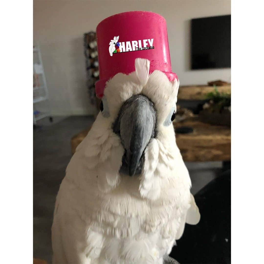 ? Enjoy Harley's Lifeさんのインスタグラム写真 - (? Enjoy Harley's LifeInstagram)「The Queen of Cups 🥰#cups#instagood #instagram #instadaily #insta #instalike #instalove #parrots#pets#cockatoo#cockatoolover #birds#netherlands」1月4日 22時43分 - harleythecockatoo