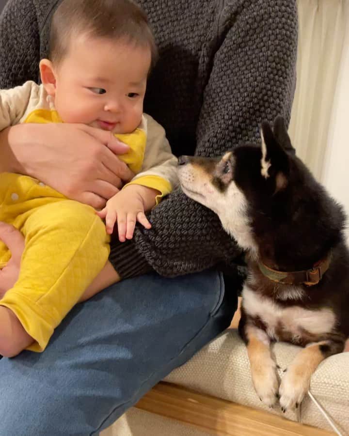 まめ丸のインスタグラム：「* * 今日のお兄ちゃん活動🐶💓 パパとちび丸くんとまったりしてたら… ちび丸くんのブーブーにびっくり🐶💦 #まめ丸とちび丸 * Instagramにのせられなかった長めの別荘動画をLINEのタイムラインにのせたよ🐶💓 →  https://lin.ee/gWZ6JBE （ストーリーかハイライトから） * We are good friends 🐶🍼💓 （New video is up❣️Go watch my LINE channel and Please add me as a LINE friend🐶❣️）  * #ちび丸くんは #お口をブーブーするのがブーム #たまにペロペロしにいく関係 * #柴犬#豆柴#柴#犬のいる暮らし#赤ちゃんと犬#犬と赤ちゃん#ベビフル#ママリ#生後6ヶ月 #shiba#shibainu#shibastagram#shibadog#puppy#instadog#dogstagram#dog#instashiba#petstagram#pet#강아지#멍스타그램#doglover#ilovemydog#dogandbaby#babyanddog」