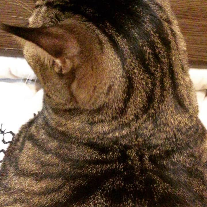 のインスタグラム：「私がコタツに入ると 時を待たずにお越しになるお嬢様😸 いつもなら、撫でてたら振り返って指をペロペロしてくれるのですが、カメラが嫌だったみたいで、今回は後頭部しか見せてくれませんでした☺️  #お嬢様の指定席💺」