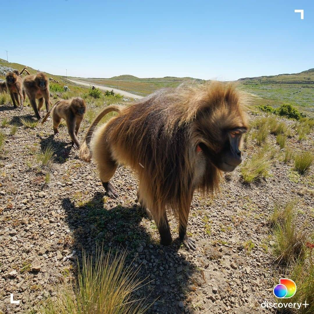 アニマルプラネットさんのインスタグラム写真 - (アニマルプラネットInstagram)「There aren't many places in the wild to find the gelada monkey. In fact, there's only one - the Ethiopian Highlands. If you can't travel that far to see these amazing primates, enjoy them from the comfort of home and stream Mysterious Planet anytime on @discoveryplus! Click on the link in our bio or go to discoveryplus.com to get started. . . . . #discoveryplus #monkeymonday #monkey #gelada #animalplanet #animals #streaming #picturesoftheday #photosoftheday」1月4日 23時40分 - animalplanet