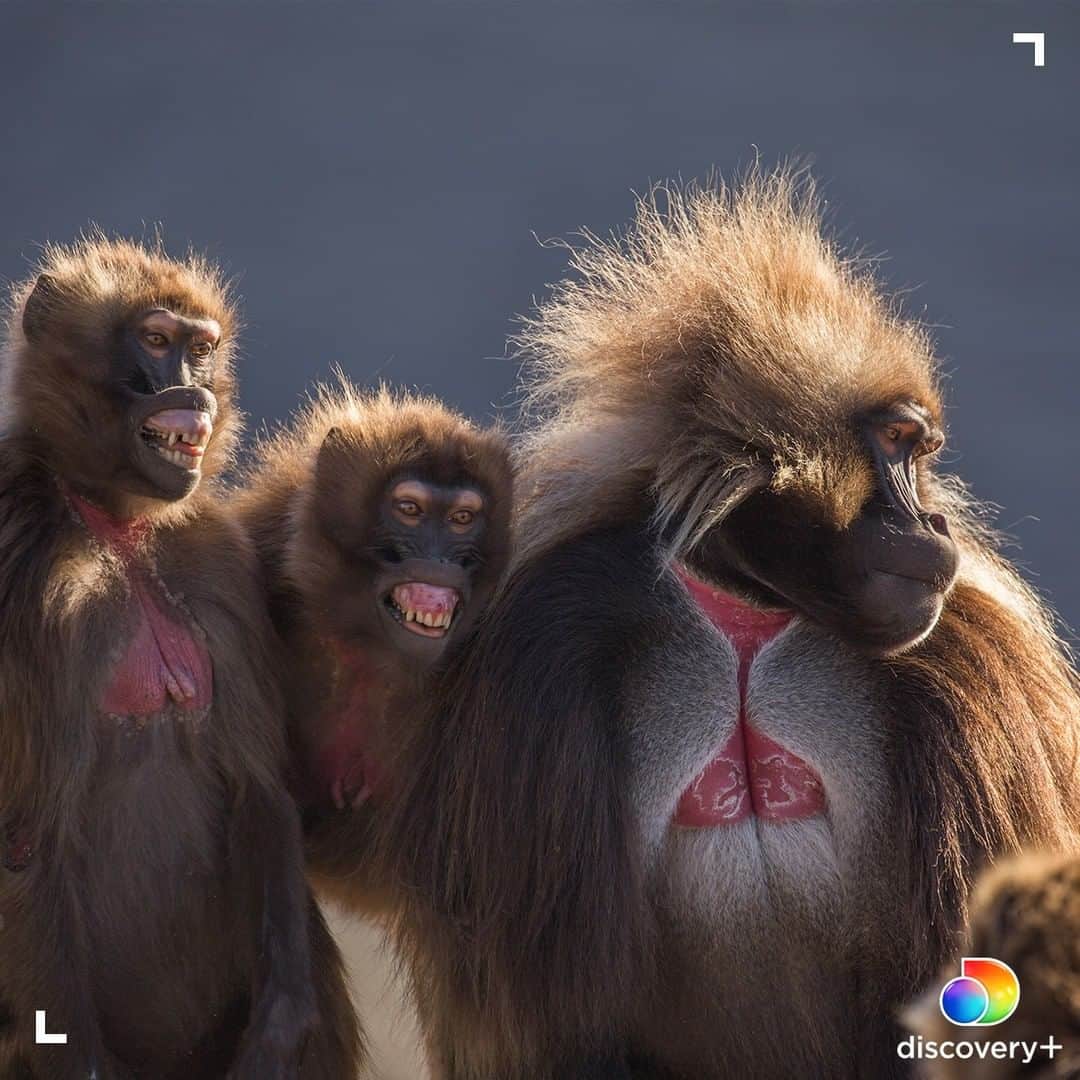 アニマルプラネットさんのインスタグラム写真 - (アニマルプラネットInstagram)「There aren't many places in the wild to find the gelada monkey. In fact, there's only one - the Ethiopian Highlands. If you can't travel that far to see these amazing primates, enjoy them from the comfort of home and stream Mysterious Planet anytime on @discoveryplus! Click on the link in our bio or go to discoveryplus.com to get started. . . . . #discoveryplus #monkeymonday #monkey #gelada #animalplanet #animals #streaming #picturesoftheday #photosoftheday」1月4日 23時40分 - animalplanet