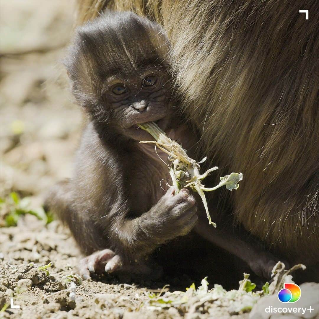 アニマルプラネットさんのインスタグラム写真 - (アニマルプラネットInstagram)「There aren't many places in the wild to find the gelada monkey. In fact, there's only one - the Ethiopian Highlands. If you can't travel that far to see these amazing primates, enjoy them from the comfort of home and stream Mysterious Planet anytime on @discoveryplus! Click on the link in our bio or go to discoveryplus.com to get started. . . . . #discoveryplus #monkeymonday #monkey #gelada #animalplanet #animals #streaming #picturesoftheday #photosoftheday」1月4日 23時40分 - animalplanet