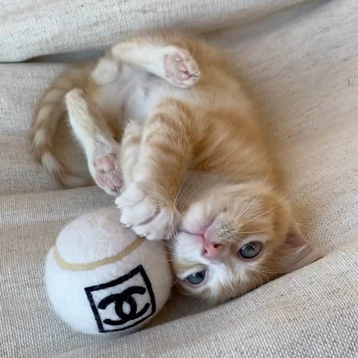 エイドリアン・ホーのインスタグラム：「Learn more about fostering abandoned kittens with @luxepaws on SweatTheStyle.com ❤️🐱」