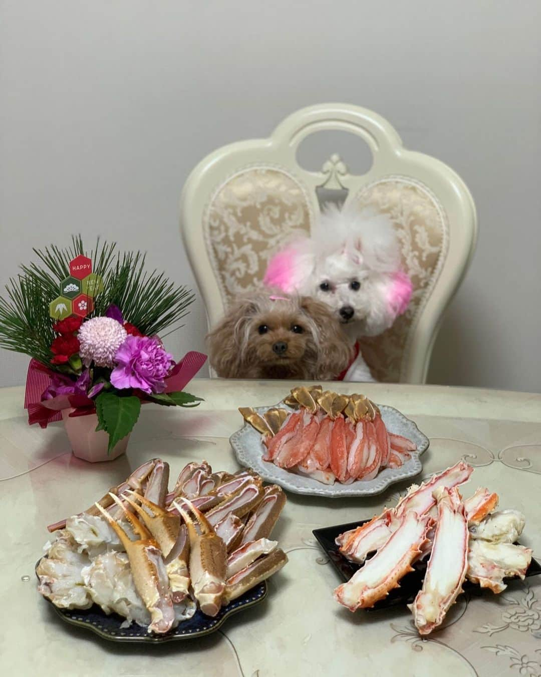 田中めぐみさんのインスタグラム写真 - (田中めぐみInstagram)「【#蟹】  蟹🦀カニ🦀かに〜🍴  #愛犬 #愛犬家 #愛犬家アナウンサー #イヌスタグラム #いぬすたぐらむ #プードル #トイプードル #らぶちゃん  #動物番組 #動物番組が大好き  #駄菓子アナウンサー #駄菓子屋 #駄菓子女子  #駄菓子 #日本駄菓子協会 #公認  #HAP #horipro #田中めぐみ #アナウンサー #ホリプロ #ホリプロアナウンス室」1月5日 0時06分 - megumin5rp