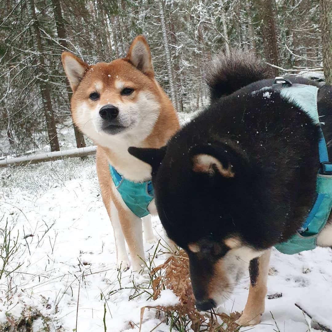 ?Fricko the Shiba Inu?のインスタグラム