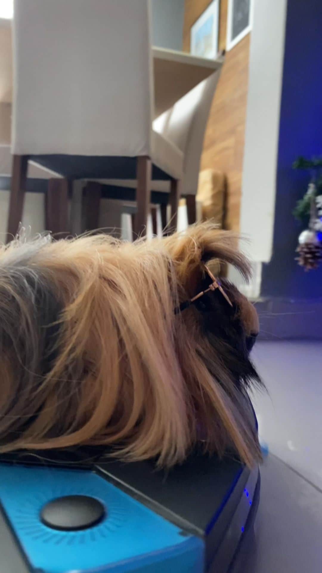 Bobのインスタグラム：「Quem comecem os trabalhos de 2021 😅 . . #pets #photooftheday #petsofinstagram #instagrammers #instagram #instadaily #vejasp #goldenretriever #goldenretrievers #goldenretrieversofinstagram #dogs #dogstyle #dogoftheday #dogsofinstagram #saopaulo #gudfriends #photography #dogsvide」